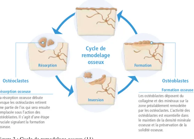 Figure 3 : Cycle de remodelage osseux (11)