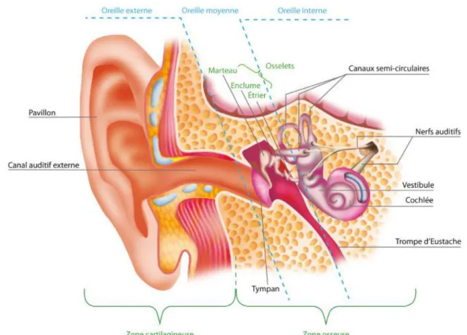 Figure 1 Anatomie de l'oreille (1) 