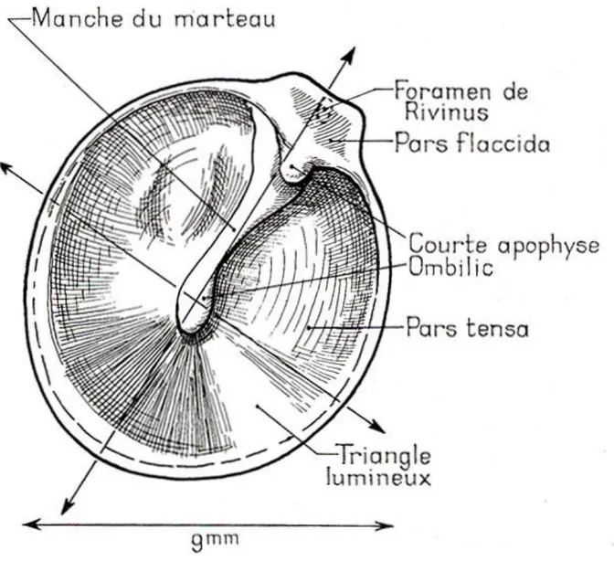 Figure 2 Le tympan (2)