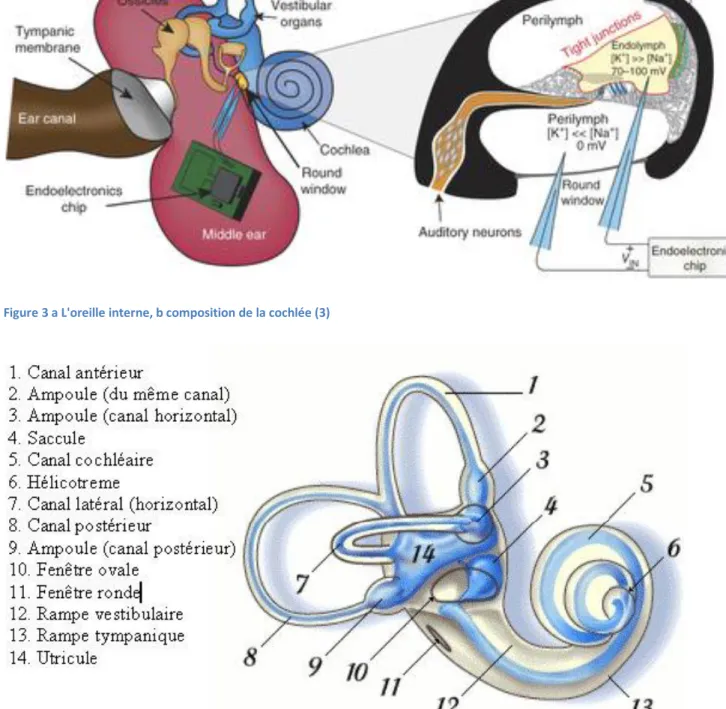 Figure 4 L'oreille interne (4)