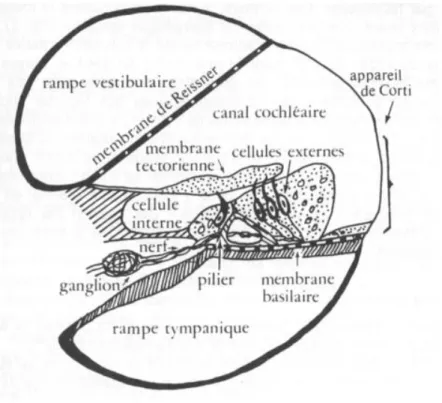 Figure 5 Coupe transversale de la cochlée (5) 