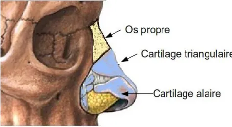 Figure 6 Structure externe du nez (15) 