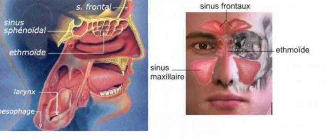 Figure 7 Anatomie des sinus de la face (16)