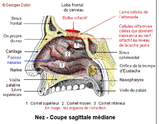 Figure 8 Nez coupe sagittale médiane (17) 