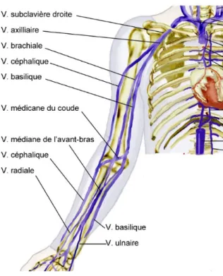 Figure 8: Anatomie du réseau veineux du membre supérieur 