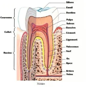 Figure 2 : Anatomie d’une dent (2). 