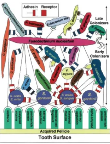 Figure 4 : la concurrence et la coopération entre les colonisateurs précoces et  tardifs à la surface de la dent (9)