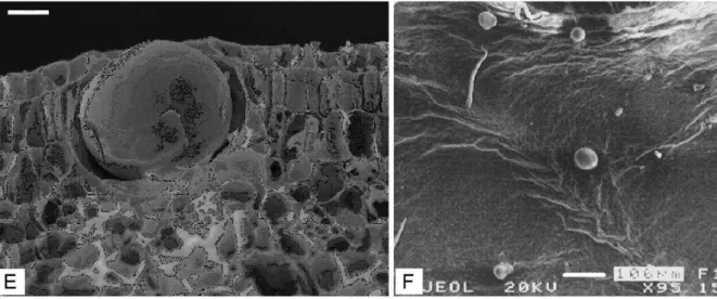 Figure  4:  Les  micrographies  par  MEB  des  cavités  sécrétoires  dans  la  feuille  de  Myrtus  communis : les feuilles en coupe transversale (E), vue sur la surface d'une feuille (F)
