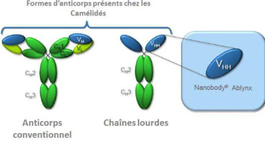 Figure 6. Représentation schématique des anticorps et des Nanobody® 5 .  Tableau 7. Avantages et inconvénients des anticorps à domaine unique