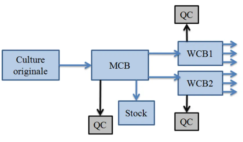 Figure 16. Différents niveaux pour les banques de micro-organismes. Master Cell Bank (MCB), Working Cell  Bank (WCB), Contrôle Qualité (QC)