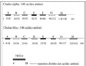 Figure 2 : Structure des chaînes alpha et bêta de l’hémoglobine humaine chez l’adulte 