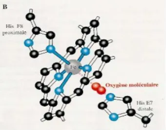 Figure 8 : Oxyhémoglobine 