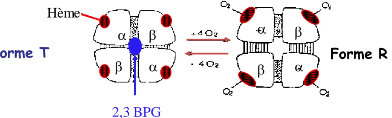 Figure 9 : Effet du 2,3 bisphosphoglycérate (2,3 BPG) dans la  modulation de l’affinité de l’Hb pour le dioxygène 
