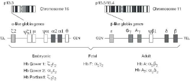 Figure 20 : Organisation des clusters et expression des chaînes de globine en fonction des  stades de développement 