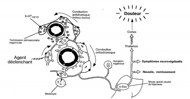 Figure 6 : Schéma d'activation du système trigémino-vasculaire  