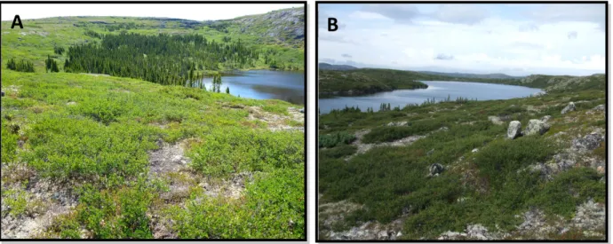 Figure 2.7. Dominance du bouleau glanduleux dans les bassins versants. A) Vue du sud-est du lac Cliff et B)  vue du nord-est du lac Biscuit