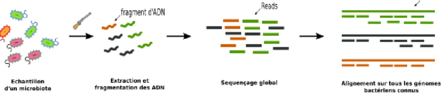Figure 4 : Extraction, fragmentation et séquençage des ADN d’un échantillon dans l’analyse  métagénomique globale (http://dridk.me/metagenomique.html) 