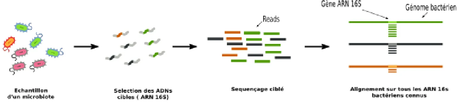 Figure 5 : Sélection préalable de l’ADN à séquencer dans le cadre de la métagénomique ciblée,  (http://dridk.me/metagenomique.html) 