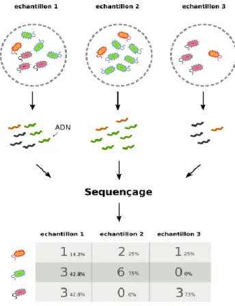 Figure 8 : Comparaison de la teneur en ARN 16S de plusieurs échantillons par table des OTU,  http://dridk.me/metagenomique.html 