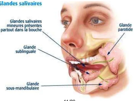 Figure 3 : Les différentes glandes salivaires (4)