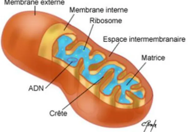 Figure 3: Schéma de l’organisation structurale de la mitochondrie  (26) 