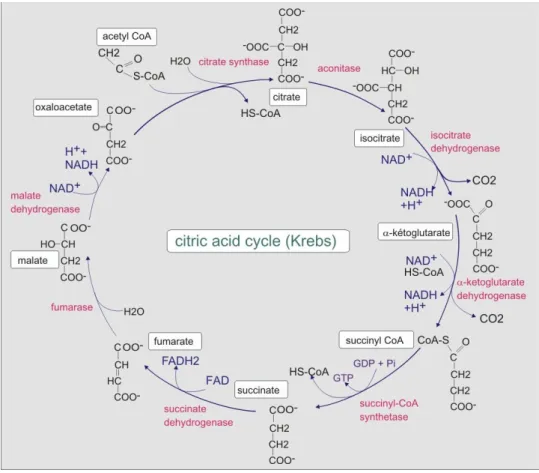 Figure 4: Schéma du cycle de Krebs ou cycle de l’acide citrique (27)(28)
