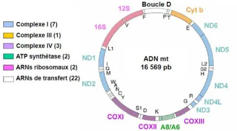 Figure 6: Schéma de l’ADN mitochondrial  (29) 
