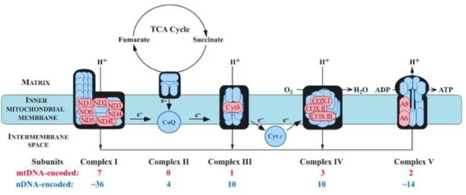 Figure 9: Répartition des anomalies mitochondriales et nucléaires sur la phosphorylation oxydative  (OXPHOS) (32) 