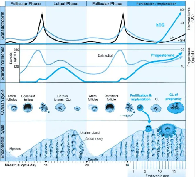 Figure 1 Régulation hormonale du cycle menstruel. Adaptée de Williams Obstetric  (Cunningham F.G