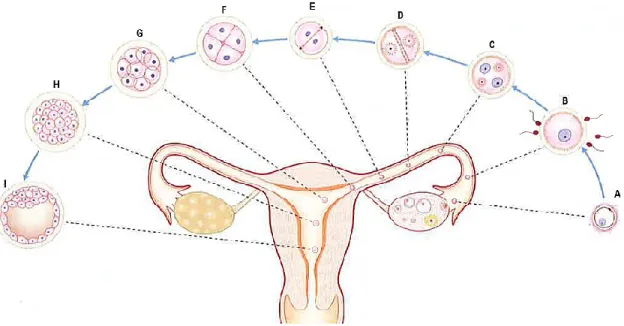 Figure 4 Étapes du développement pré-embryonnaire lors de la première semaine. A,  Ovulation