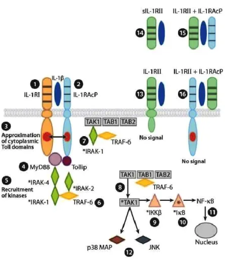 Figure 8 Activation de l’IL1R1 via IL1β et sa neutralisation. Tiré de Dinarello (Dinarello 2009)