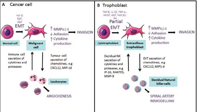 Figure 10 Similitudes entre l’EMT des cellules cancéreuses et la différenciation des  cytotrophoblastes en CTEV