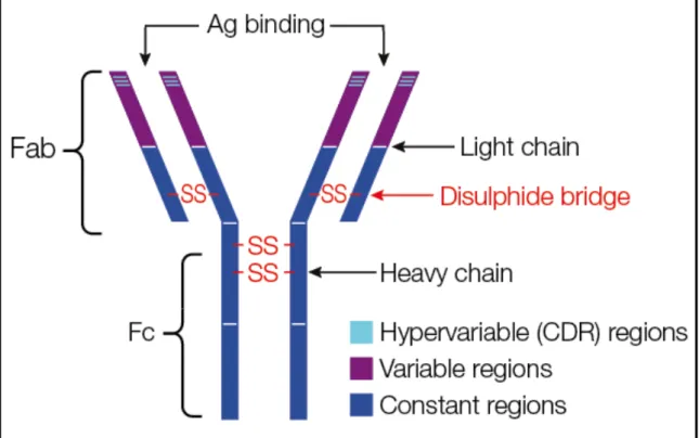 Figure 5 : Schéma simplifié d’un anticorps [35] 