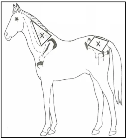 Figure 7 : Zones d’immunisation recommandées pour les chevaux [1] 