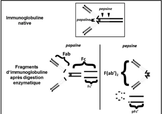 Figure 10 : Structure des immunoglobulines et des fragments générés par la  digestion enzymatique [24] 