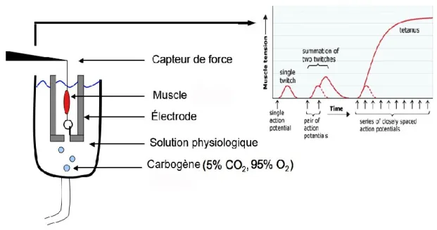 Figure  1-4 :  Système  de  mesure  ex  vivo  des  propriétés  contractiles  de  muscles  squelettiques