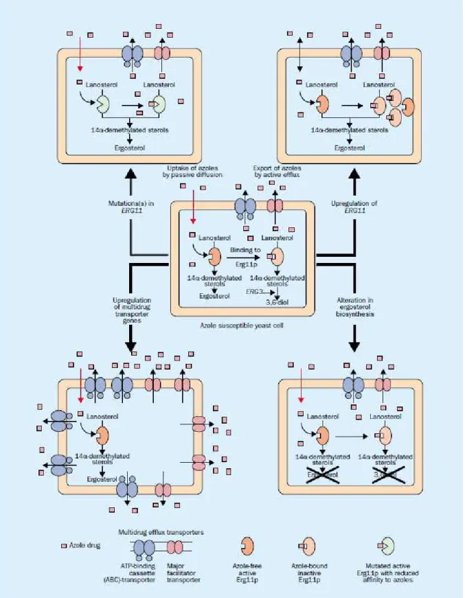 Figure 5 : Mécanismes de résistance aux antifongiques azolés chez Candida spp.  