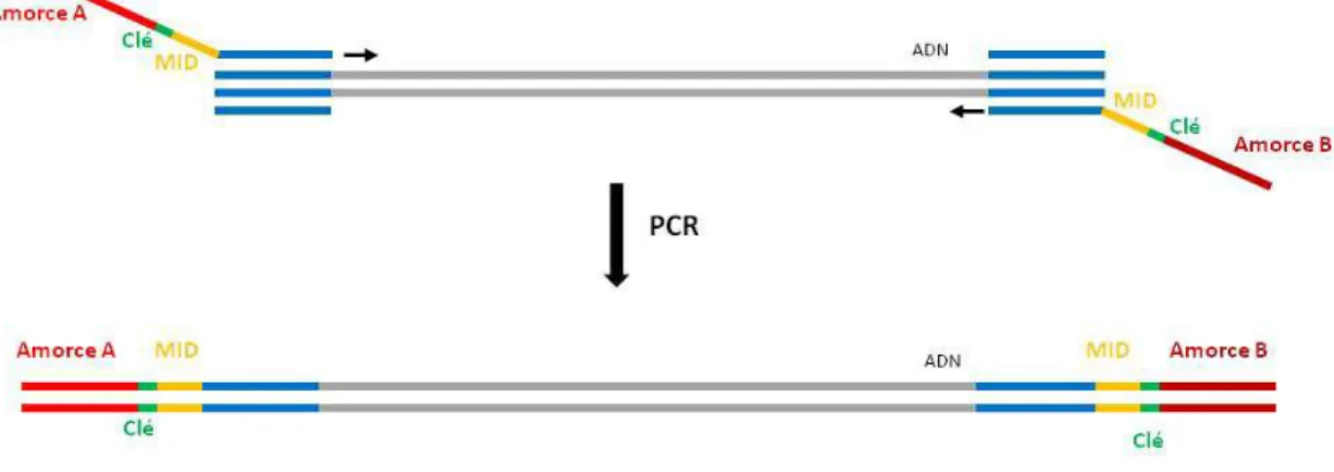 Figure 17 : Préparation de la bibliothèque d’amplicons : ajout des adaptateurs A et B 