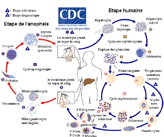 Figure 7 : Cycle du Plasmodium chez ses principaux hôtes  Source : CDC (www.dpd.cdc.gov/dpdx) 