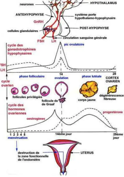 Figure 1 : Schéma du cycle menstruel (13) 