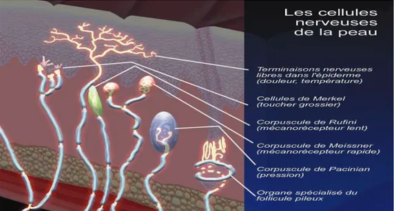 Figure 4: les cellules nerveuses de la peau 