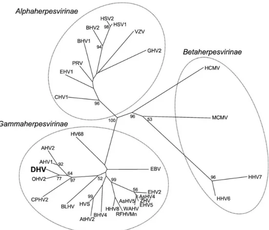 Figure 1 : Arbre phylogénétique des Herpesviridae d'après la séquence de l'ADN polymérase  (Kleiboeker et al., 2002) 