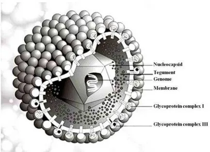 Figure 2 : Structure du virion du Cytomégalovirus   (Dr Marko Reschke, Marburg, Germany) 