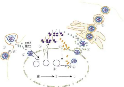 Figure 3 : Cycle de réplication du Cytomégalovirus  (Huraux, 2003) 