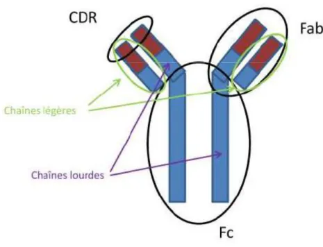Figure 1 : Schéma de la structure d’un anticorps humain [7]. 