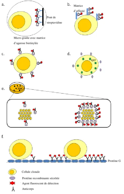 Figure  7 :  Illustration  des  technologies  de  criblage  des  cellules  clonales,  basées  sur  l’immobilisation des protéines recombinantes et la fluorescence