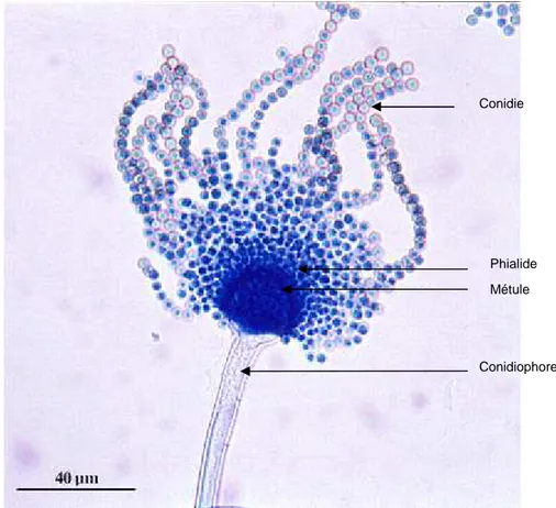 Figure  2 :  Aspergillus  flavus  vus  au  microscope  après  coloration  au  bleu  de  méthylène  (d’après (25)) 