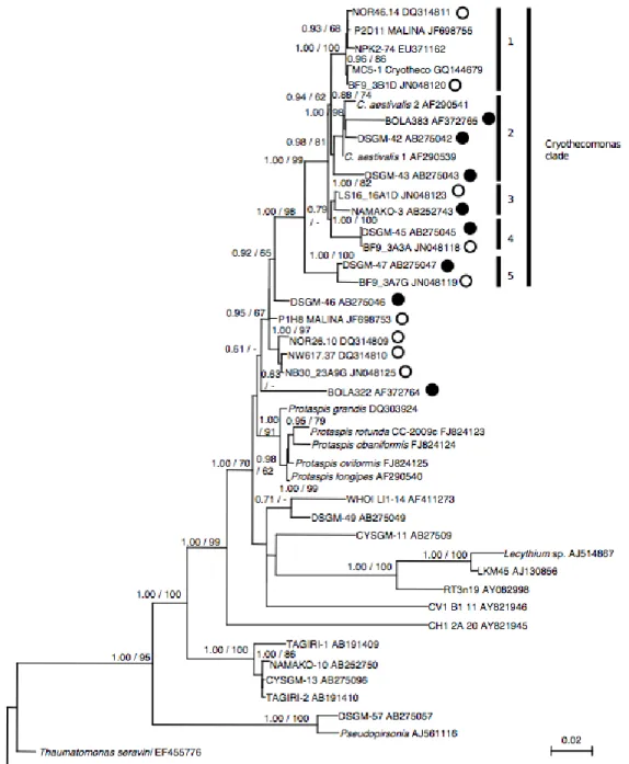 Figure 2.2. Rooted maximum-likelihood phylogeny of the Cryothecomonas clade and other 