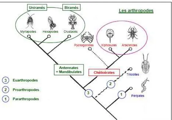 Figure 1: Classification taxonomique des arthropodes (2) 