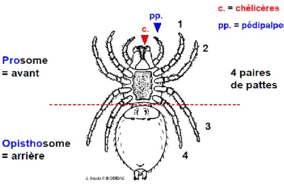 Figure 3 : Schéma d'organisation d'un mandibulate (2) 